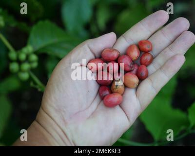 Grains de cerise de café rouge mûr à la main avec plantation d'arbres à feuilles vertes en arrière-plan, fermier récolte des fruits à la ferme Banque D'Images