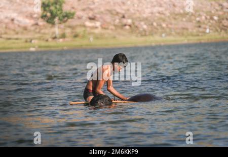 Village de KACHANDA, CHHATTISGARH, INDE, 14 novembre 2022 : un garçon indien lavant son buffle dans un lac ou un étang, un jeune garçon avec du buffle dans l'eau Banque D'Images