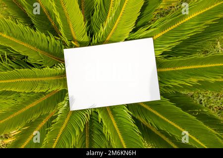 Carte plate sur les feuilles tropicales à l'extérieur pour la conception d'arrière-plan de Web. Arrière-plan blanc isolé. Arrière-plan abstrait de paysage. Heureux Banque D'Images