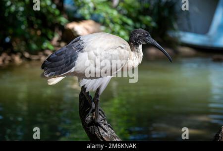 Australian white ibis (Threskiornis) Moluques Banque D'Images
