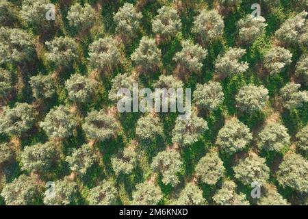 Vue aérienne d'un terrain planté d'oliviers Banque D'Images