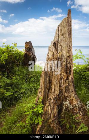 Tronc d'arbre avec racines sur les rives de la mer Baltique Banque D'Images