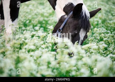 Portrait de cheval piébald noir-blanc qui broutage sur un pâturage en fleurs. gros plan Banque D'Images