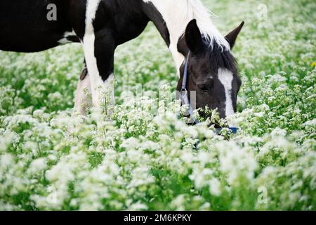 Portrait de cheval piébald noir-blanc qui broutage sur un pâturage en fleurs. Banque D'Images