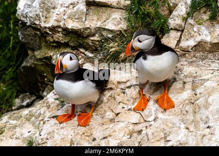 Vue rapprochée des Puffins de l'Atlantique Nord dans leurs aires de nidification de la réserve naturelle de Bemptpas Cliffs à Banque D'Images