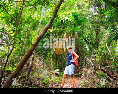 Forêt tropicale Jungle Phu Quoc National Park, Vietnam, Asie du Sud-est #Asie #Vietnam #SouthEastAsia #slowTravel #loveasia Banque D'Images