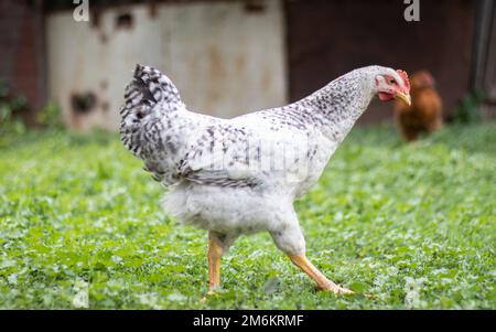 Poulets à la ferme, concept de volaille. Poulet blanc en vrac à l'extérieur. Oiseau drôle sur une ferme bio. Oiseaux domestiques sur une aire libre fa Banque D'Images