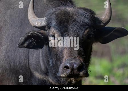 Le buffle d'eau (Bubalus bubalis) Banque D'Images