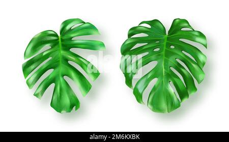 Feuilles de monstère vert tropical sur fond blanc ensemble de vecteurs. Magnifique élément de conception isolé botanique, palmier de jungle tropique, feuille de philodendron exotique dans un style réaliste Illustration de Vecteur