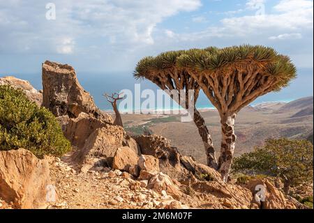 Dragon Trees sur l'île de Socotra, Yémen Banque D'Images