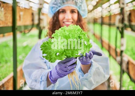 Jeune femme gaie avec de la laitue verte dans les mains debout en serre. Gros plan de jardinière féminine joyeuse en gants de jardin tenant une plante verte et souriant sur un fond flou. Banque D'Images