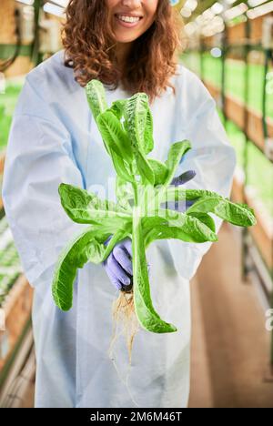 Vue rognée d'une femme avec une plante d'arugula verte dans les mains debout en serre. Gros plan des mains de jardinier féminin dans des gants de jardin en caoutchouc tenant une plante verte sur fond flou. Banque D'Images