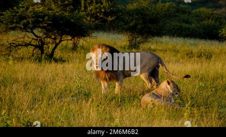 Lion mâle et femelle pendant le coucher du soleil dans la réserve de gibier de Thanta en Afrique du Sud Kwazulu Natal. savannah Bush avec Lion mâle et f Banque D'Images