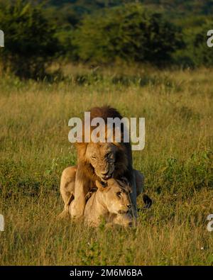 Lion mâle et femelle pendant le coucher du soleil dans la réserve de gibier de Thanta en Afrique du Sud Kwazulu Natal. savannah Bush avec Lion mâle et f Banque D'Images