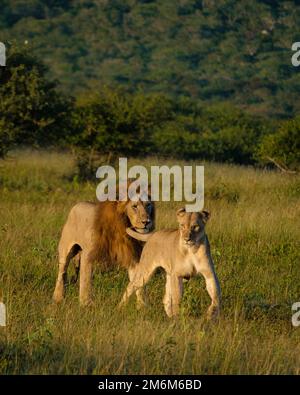 Lion mâle et femelle pendant le coucher du soleil dans la réserve de gibier de Thanta en Afrique du Sud Kwazulu Natal. savannah Bush avec Lion mâle et f Banque D'Images