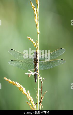 Dragonfly, insecte prédateur dans l'habitat naturel, République tchèque Banque D'Images