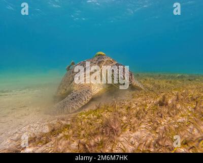 Tortue de mer verte adulte, Chelonia mydas, Marsa Alam Egypte Banque D'Images