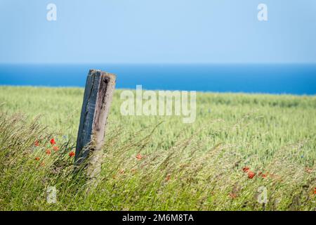 Prairie florale en face du fjord Baltique en Allemagne Banque D'Images