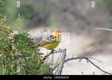 WESTERN Tanager (Piranga ludoviciana) en Californie Banque D'Images