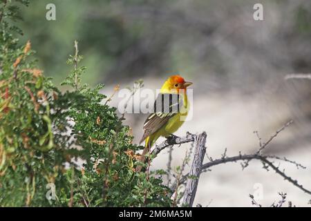 WESTERN Tanager (Piranga ludoviciana) en Californie Banque D'Images