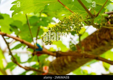 Gros plan de fleurs de raisin sur une branche de vigne. Banque D'Images