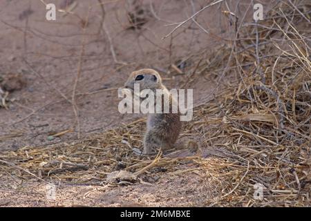 Écureuil à queue ronde (Xerospermophilus tereticaudus) Banque D'Images
