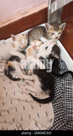 quatre adorables chatons nouveau-nés se réveillaient de leur sieste dans la boîte à litière Banque D'Images