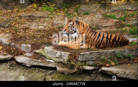 tigre sur le rocher de repos et pilon attention devant les visiteurs dans le zoo Banque D'Images