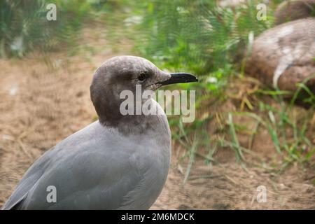 gros plan sur le mouette grise dans le parc du zoo Banque D'Images