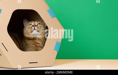 Un chat écossais à pattes droites pour adultes est installé dans une maison en carton marron pour les jeux et les loisirs sur un fond vert Banque D'Images