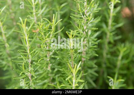 L'herbe de romarin pousse dans le jardin extérieur. Mise au point douce Banque D'Images