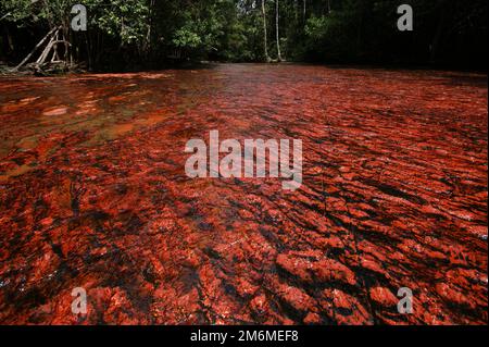 Le lit de la rivière red jasper est entouré d'une forêt à Quebrada de Jaspe, Jasper Creek, Gran Sabana, Venezuela Banque D'Images