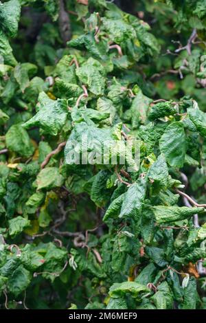 Corylus avellana contorta, noisette à vis, bâton de marche de Harry Lauder, arbuste à feuilles caduques, branches tordues avec feuilles tordues et contordues Banque D'Images