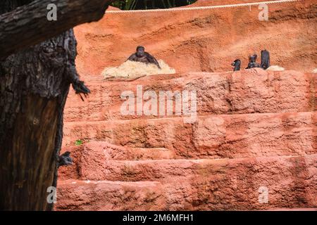 gorilla jouant au zoo de Praha dans la sciure Banque D'Images