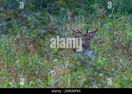 Les prairies naturelles offrent des conditions de vie idéales pour les mâles de cerf en jachère à la fin de l'été Banque D'Images