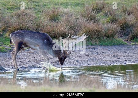 Flow Deer buck boit de l'eau dans un étang / Dama dama Banque D'Images