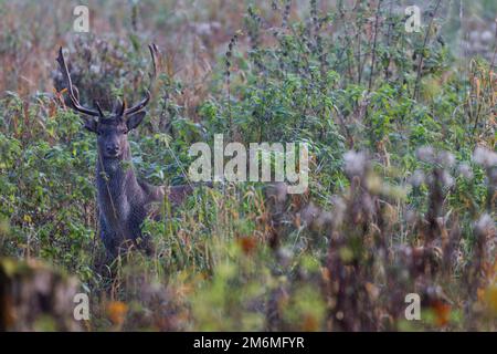 Un jeune buck de cerf de jachère pendant la rut Banque D'Images