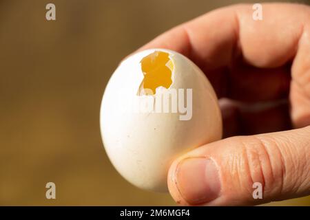 la main mâle contient un œuf de poulet fait maison avec un trou Banque D'Images