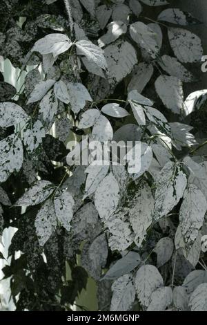 feuilles d'arbre peintes en peinture blanche Banque D'Images