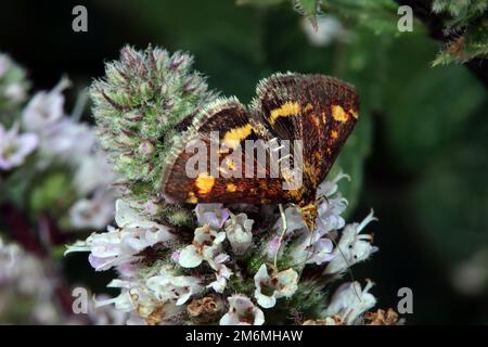 Borer d'or (pyrausta aurata), papillon de menthe sur une menthe (Mentha) Banque D'Images