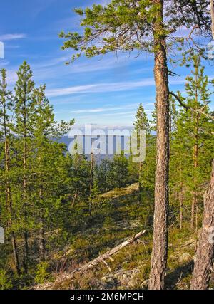 Forêt de pins sur la côte de la mer Blanche. Banque D'Images