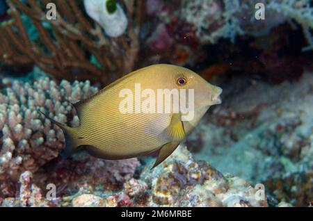 Bristletoth doublé, Ctenochaetus striatus, site de plongée post 2, île de Menjangan, Budeleng, Bali, Indonésie Banque D'Images