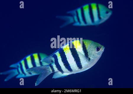 Indo-Pacific Sergent Dameselt, Abudefduf vaigiensis, site de plongée post 2, île de Menjangan, Buleeng, Bali, Indonésie Banque D'Images