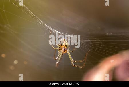 Araignée de Weaver d'Orb d'argent australien (araignée de chameau d'argent), Leucauge granulata, suspendue dans son Web dans un jardin du Queensland. Longues pattes vertes. Banque D'Images