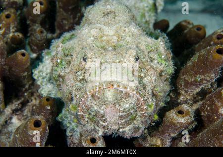 Scorpionfish du diable, Scorpaenopsis diabolus, site de plongée post 1, île de Menjangan, Buleeng, Bali, Indonésie Banque D'Images