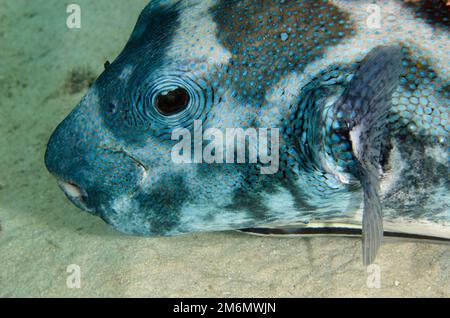 Puffer à pois bleus, Arothron caeruleopunctatus, avec le suckerfish mince, Echeneis naucrates, NusaBay Menjangan Hotel House Reef, West Bali National P Banque D'Images