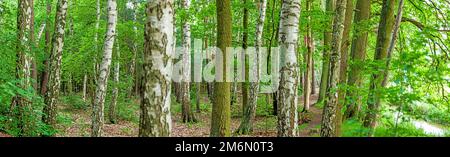 Image de troncs de différents arbres dans une forêt mixte allemande pendant la journée Banque D'Images