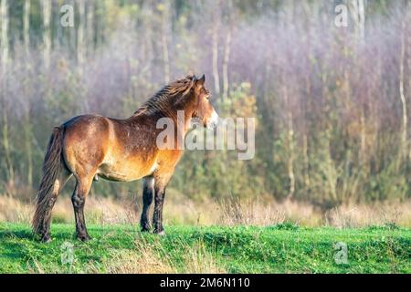 Poney brun sauvage d'Exmoor, contre un fond de forêt et de roseau. Dans la réserve naturelle de Fochteloo, couleurs d'automne en hiver. Pays-Bas Banque D'Images