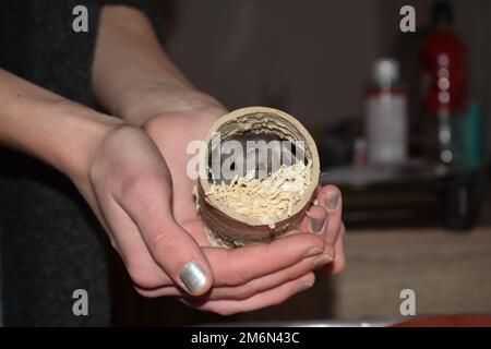 Lemming de tourbière du Nord dans le tube de carton alors que la fille le tient dans ses mains Banque D'Images