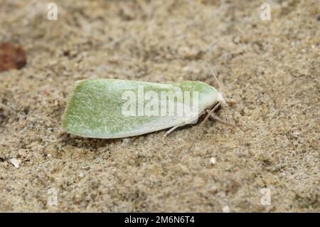 Un papillon vert bordé de crème (Earias clorana) sur une surface en pierre en gros plan Banque D'Images